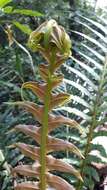 Image of Blechnum brasiliense Desv.