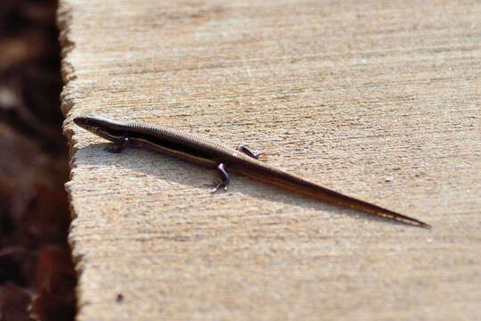 Image of Boulenger's Snake-eyed Skink