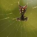 Image of Micrathena anchicaya Levi 1985