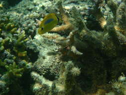 Image of Blue-dash Butterflyfish