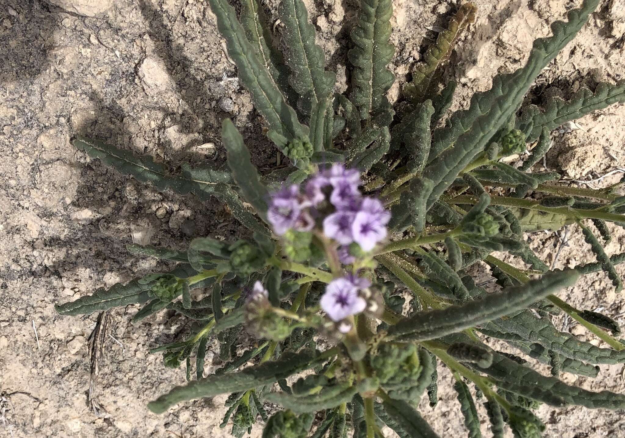 Image of Texan phacelia