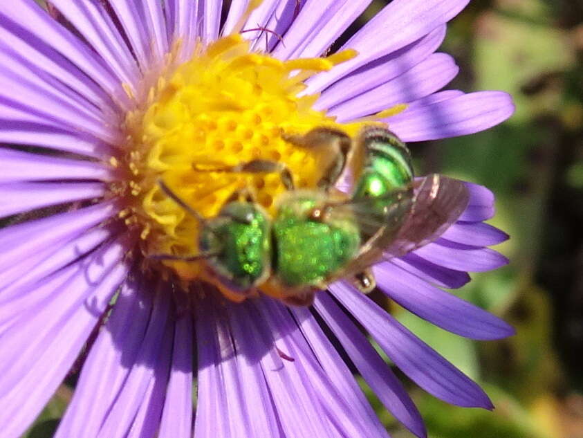 صورة Agapostemon sericeus (Förster 1771)