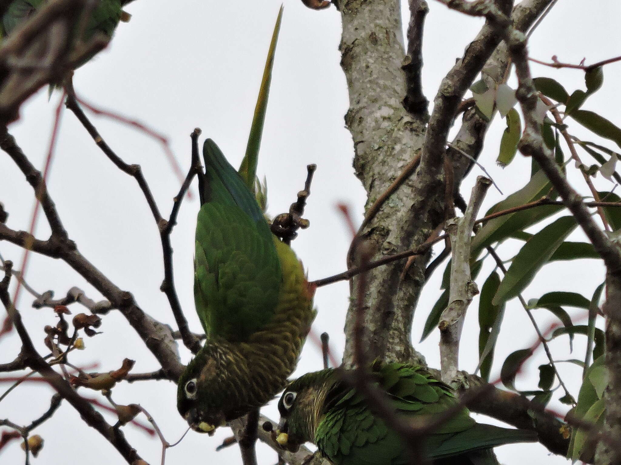 Image of Maroon-bellied Parakeet