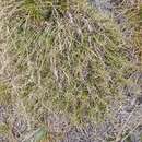 Image of Curled Snow Tussock