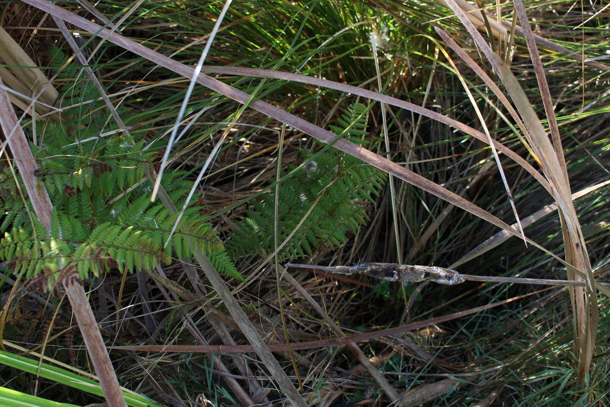 Image of Hypolepis rugosula subsp. rufobarbata (Colenso) Schwartsb.