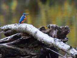 Image of Alcedo Linnaeus 1758