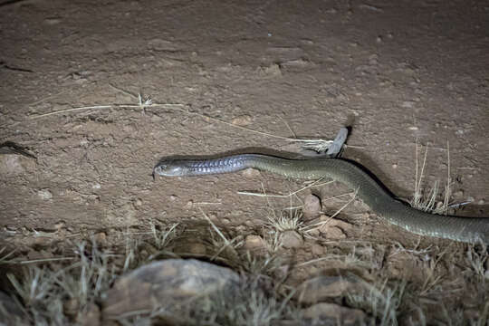 Image of Ashe’s spitting cobra