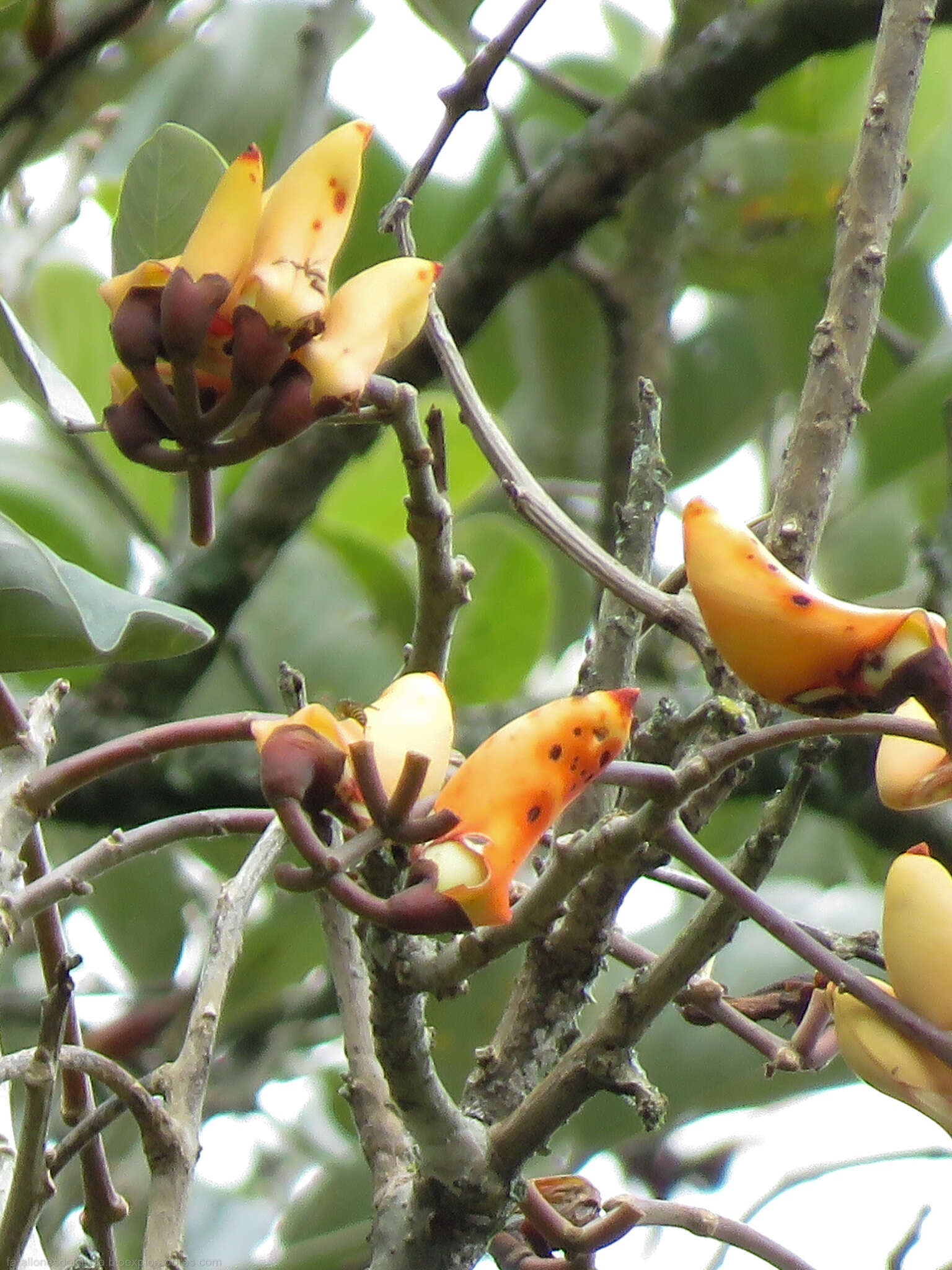 صورة Erythrina fusca Lour.