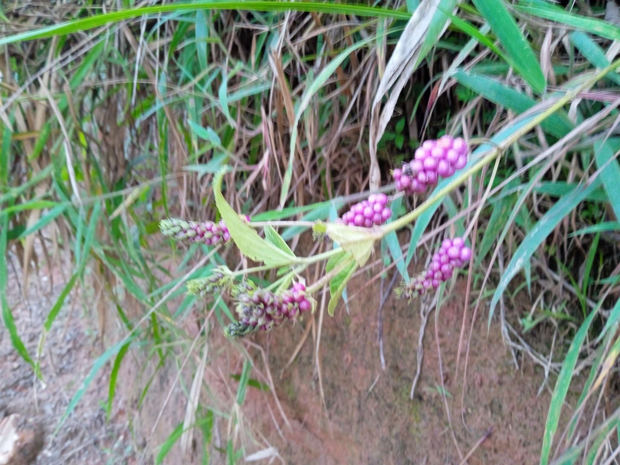 Image of threeleaf shrubverbena