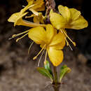 Image of Barleria perrieri Benoist