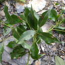 Image de Cinnamomum philippinense (Merr.) C. E. Chang