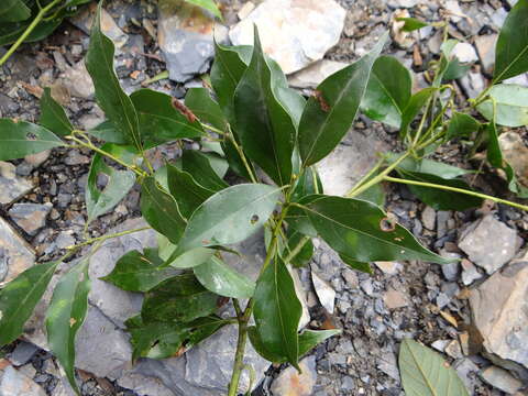 Image of Cinnamomum philippinense (Merr.) C. E. Chang