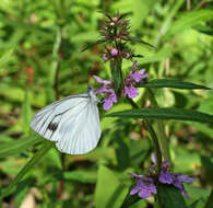 Image of Pieris dulcinea (Butler 1882)