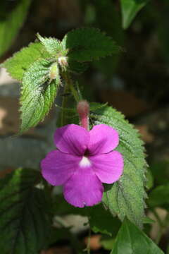 Image of Achimenes grandiflora (Schiede) DC.