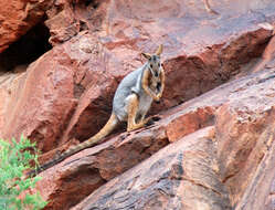 Image of Ring-tailed Rock Wallaby