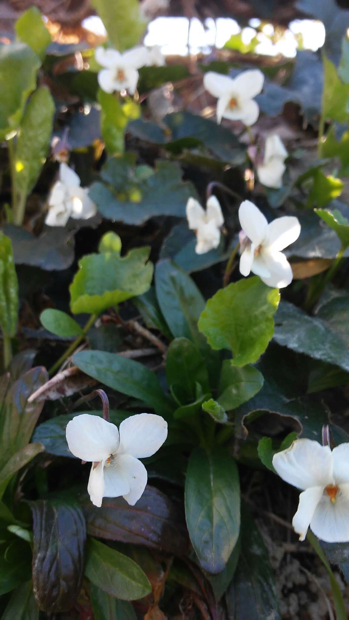 Image of White Violet