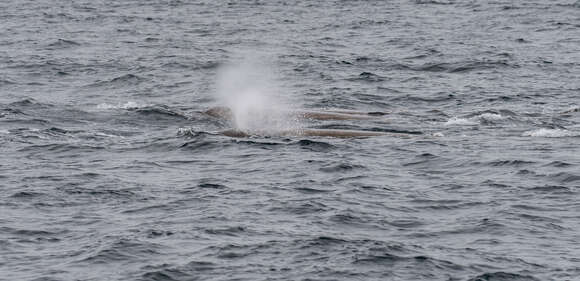 Image of giant beaked whale