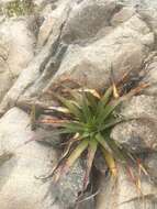 Image of Puya boliviensis Baker