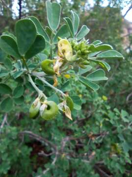 Image of Medicago arborea subsp. arborea