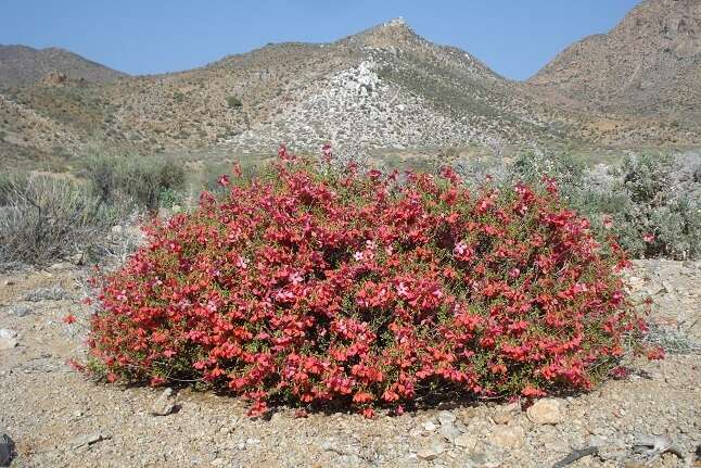 Image of Hermannia stricta (E. Mey. ex Turcz.) Harv.