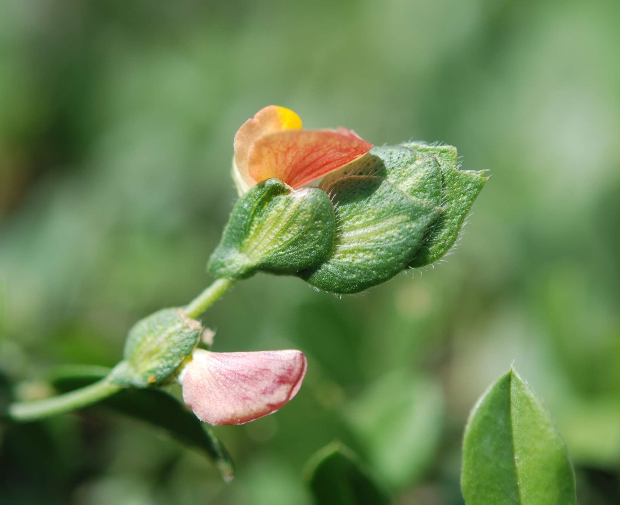 Image of Zornia thymifolia Kunth