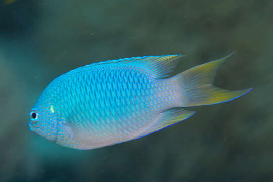 Image of Blue damsel