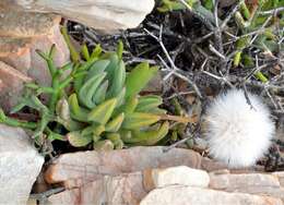 Image of Kleinia cephalophora Compton