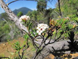 Image of Pimelea suteri T. Kirk