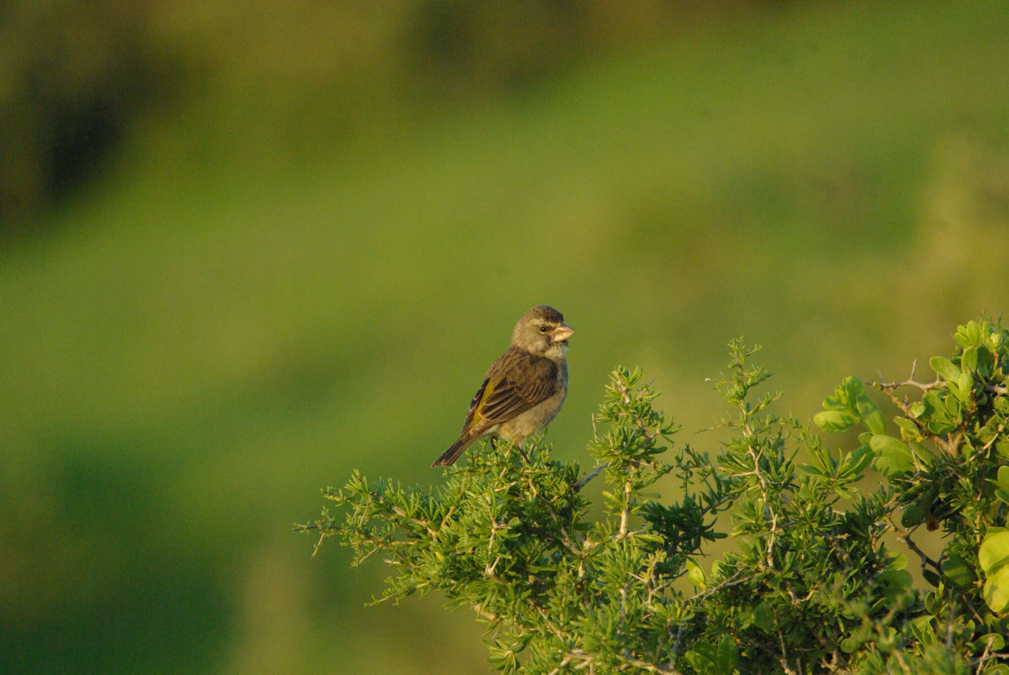 Image of White-throated Canary