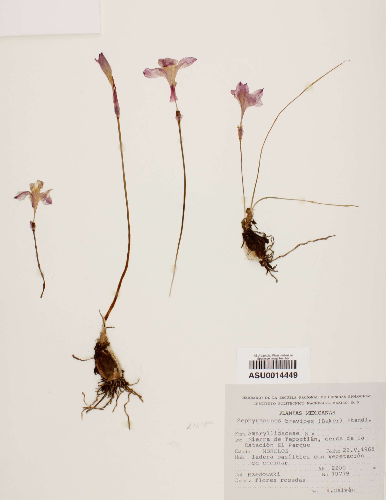 Image of Zephyranthes brevipes Standl.