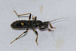 Image of Ectomocoris atrox (Stål 1855)