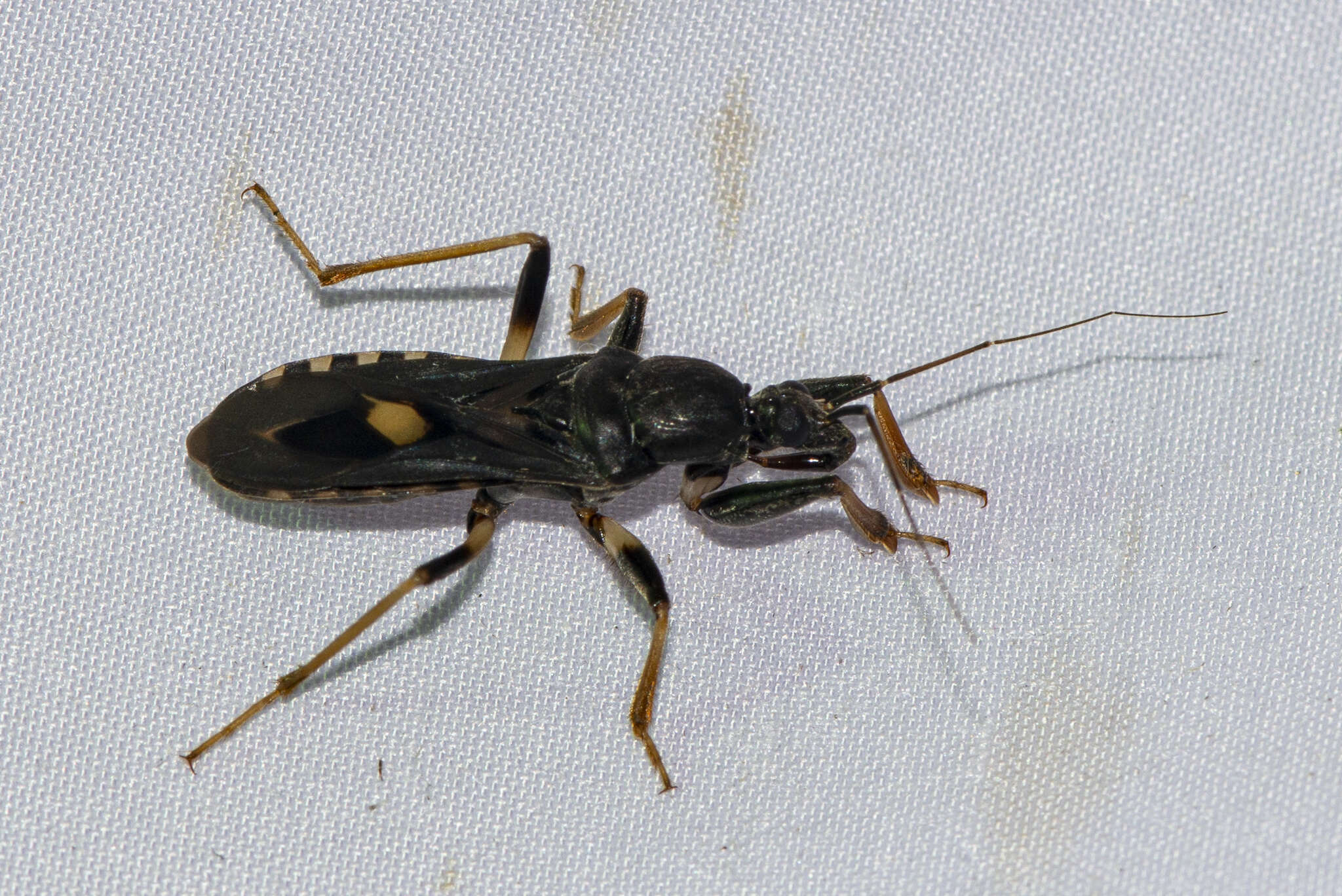 Image of Ectomocoris atrox (Stål 1855)