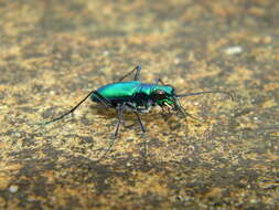 Plancia ëd Cicindela (Calochroa) whithillii (Hope 1838)