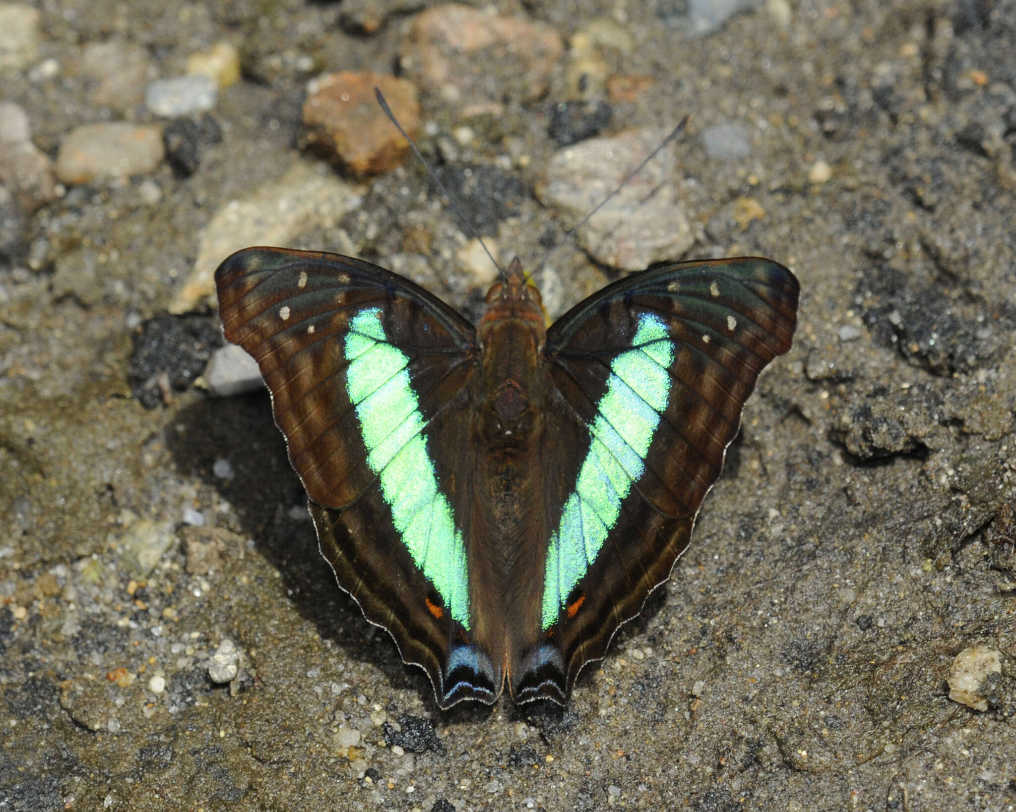 Imagem de Doxocopa laurentia Godart 1823