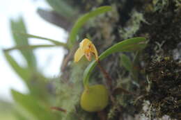 Imagem de Maxillaria notylioglossa Rchb. fil.