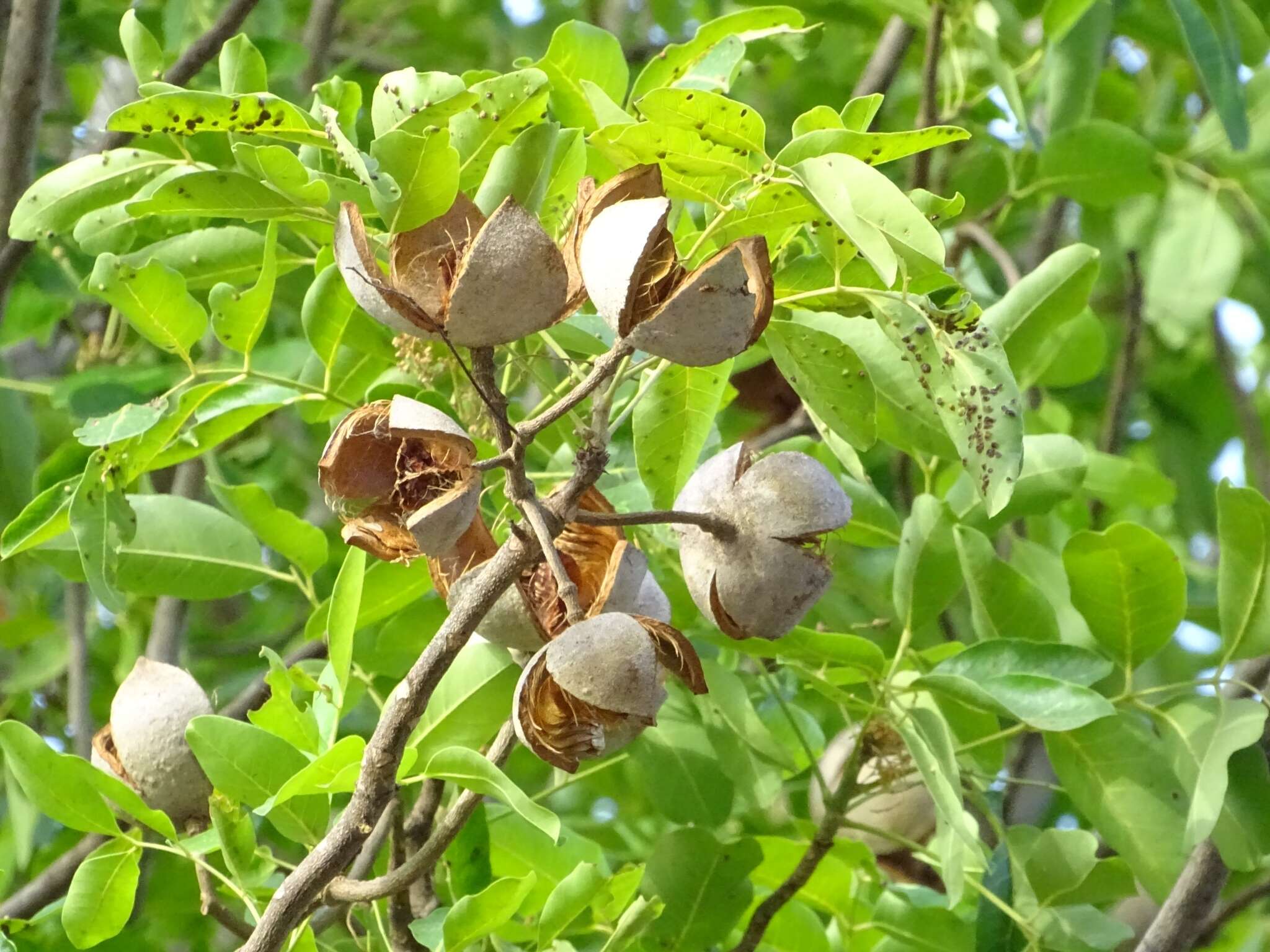 Image of African Mahogany