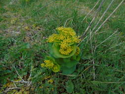 Image of Smyrnium perfoliatum subsp. rotundifolium (Mill.) Bonnier & Layens