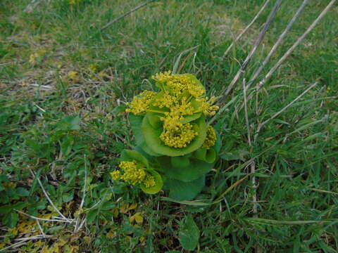 Image of Smyrnium perfoliatum subsp. rotundifolium (Mill.) Bonnier & Layens