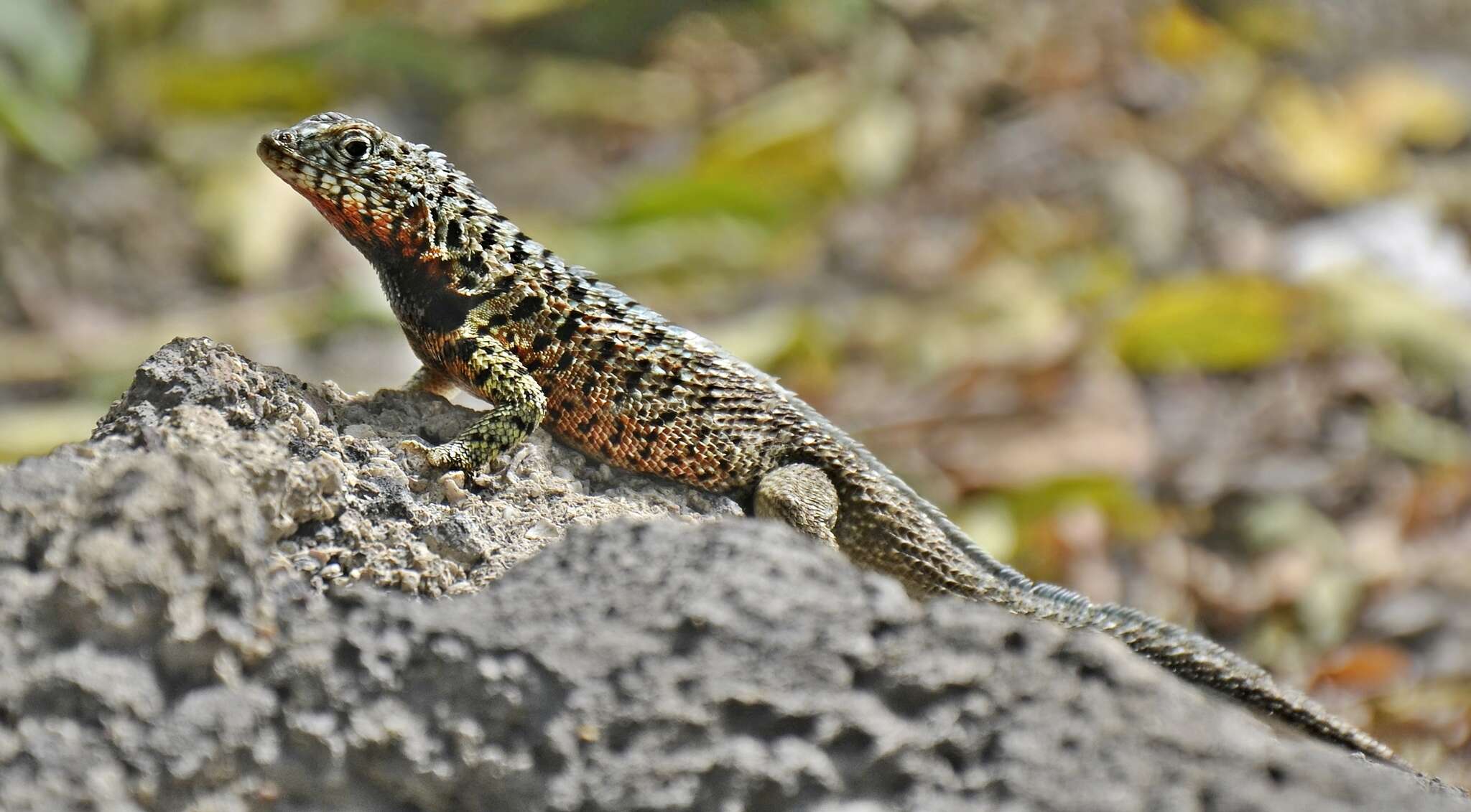 Plancia ëd Microlophus indefatigabilis (Baur 1890)