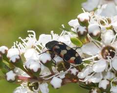 Image of Castiarina sexplagiata (Gory 1841)