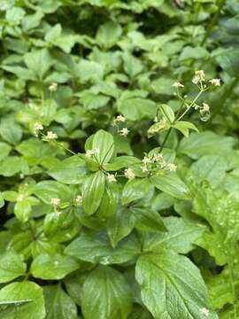 Plancia ëd Galium oreganum Britton