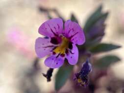 Image of Johnston's monkeyflower