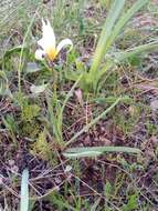 Image of Tulipa sylvestris subsp. primulina (Baker) Maire & Weiller