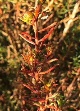 Image of Gyrostemon australasicus (Moq.) Heimerl