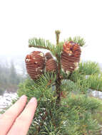 Image of Abies concolor (Gordon) Lindl. ex Hildebr.