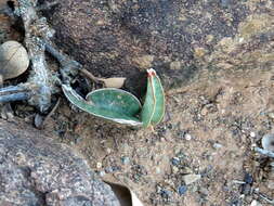 Image de Sansevieria aethiopica Thunb.