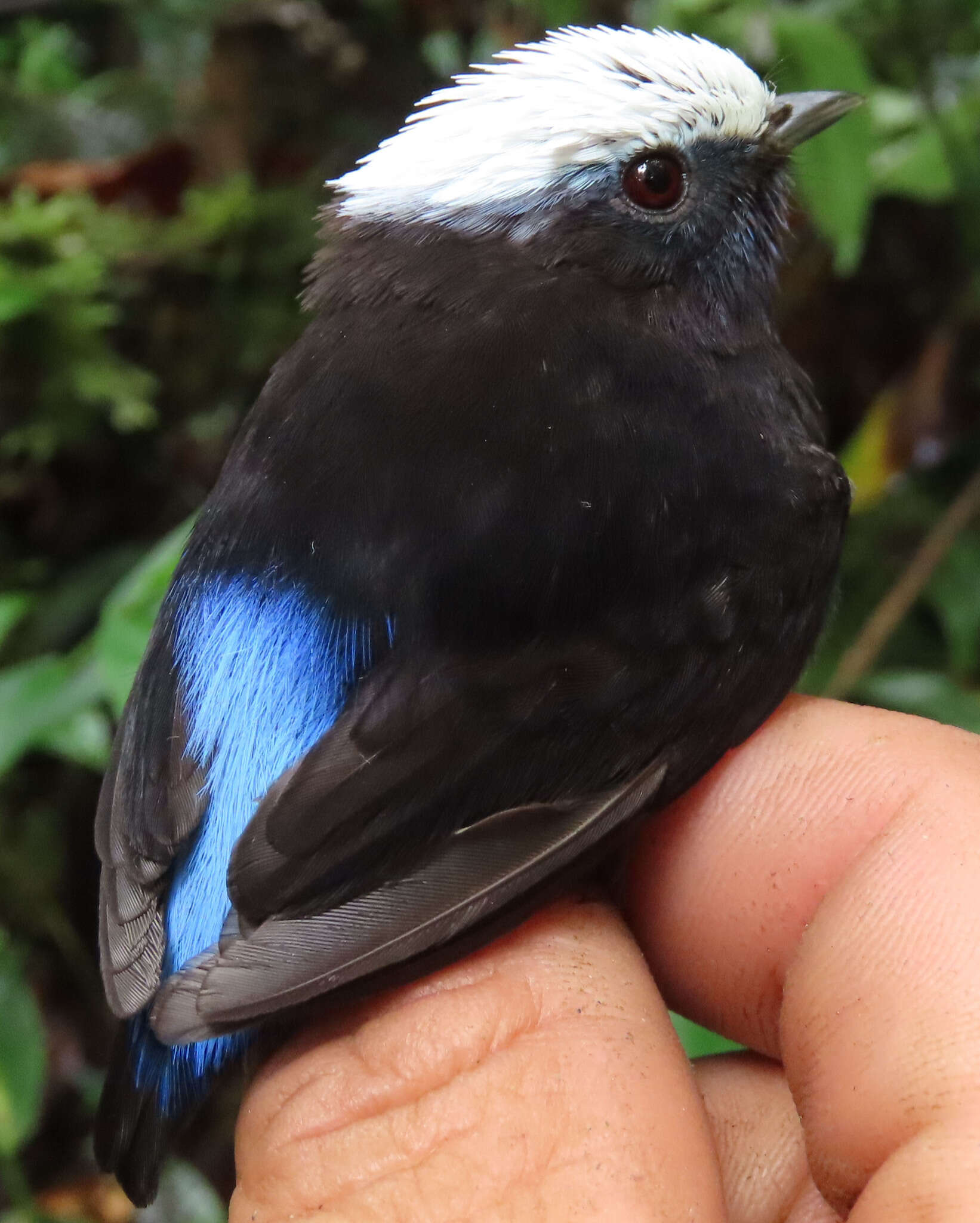 Image of Blue-rumped Manakin