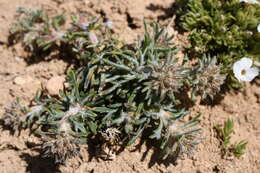 Sivun Ipomopsis spicata subsp. tridactyla (Rydb.) D. Wilken & R. L. Hartman kuva