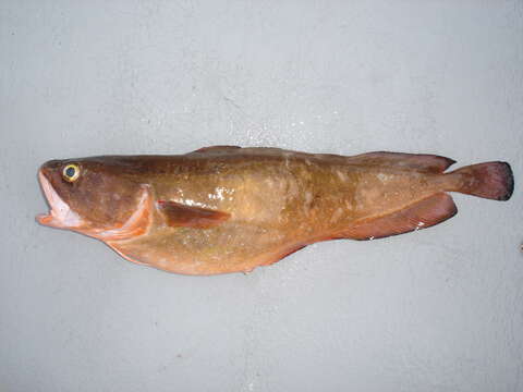 Image of Southern bastard codling