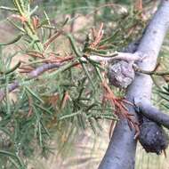 Imagem de Cupressus lusitanica Mill.